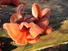 Auricularia auricula-judae 