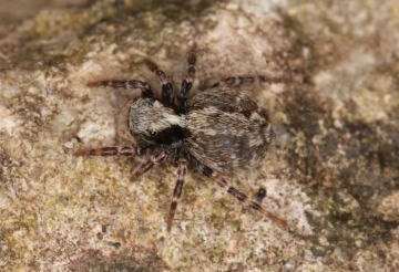 Pseudeuophrys lanigera female Copyright: Peter Harvey