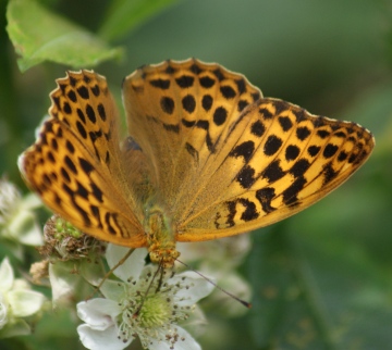Silver-washed Fritillary (female) Copyright: Robert Smith