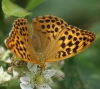 Silver-washed Fritillary (female) Copyright: Robert Smith