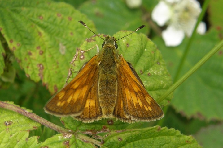 Large Skipper female Copyright: Sue Grayston