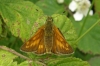 Large Skipper female 