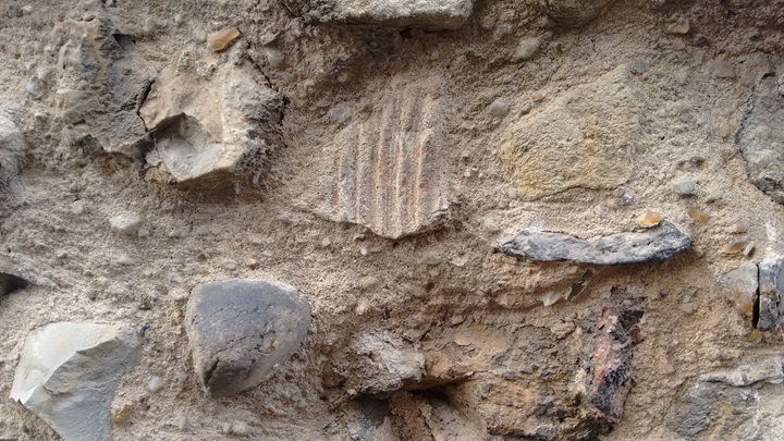 Colchester St Martins church possible inoceramid fossil 2018 Copyright: Preston Boyles