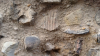 Colchester St Martins church possible inoceramid fossil 2018 