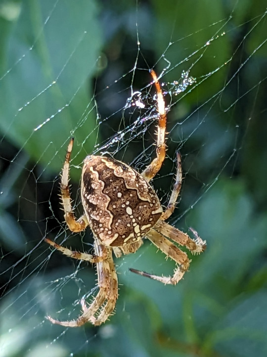 Garden Spider waiting patiently Copyright: Peter Pearson