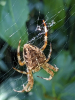 Garden Spider waiting patiently  