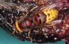 Vespa crabro