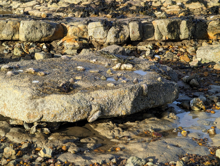 Harwich Beach with Harwich Stone Band resting on Clay Copyright: William George