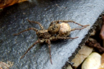 Wolf Spider female with egg sac Copyright: Peter Pearson