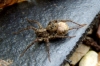 Wolf Spider female with egg sac