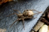 Wolf Spider female with egg sac Copyright: Peter Pearson