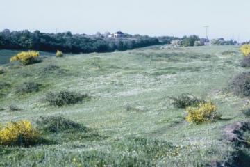 Broom Hill Thames Terrace grassland Copyright: Peter Harvey