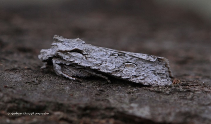 Grey-shoulder Knot  Lithophane ornitopus Copyright: Graham Ekins