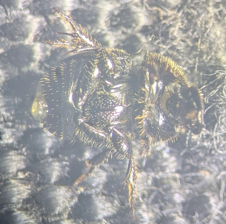 Onthophagus joannae underside Copyright: Robert Smith