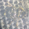 Onthophagus joannae underside