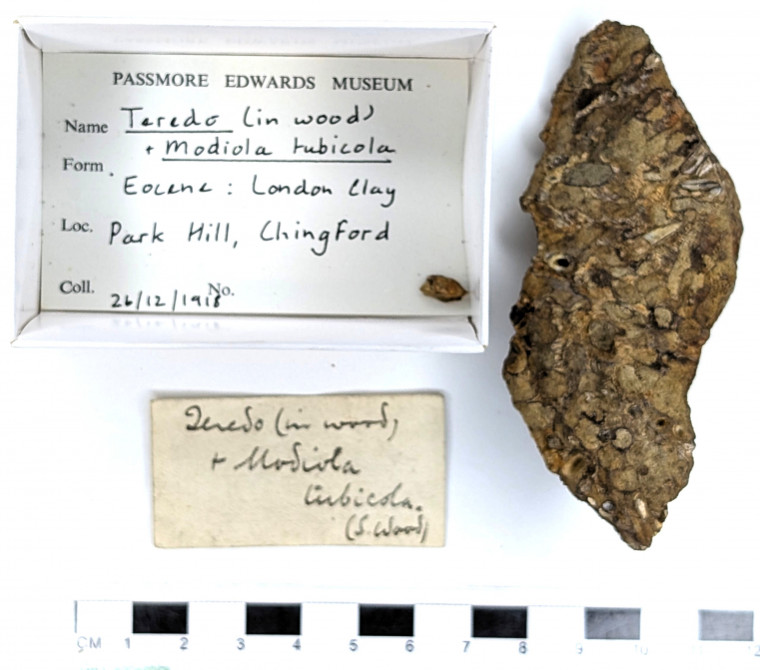 Chingford London Clay Fossils Teredo and Modiola bivalves Copyright: Arthur Wrigley Collection 1918