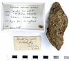 Chingford London Clay Fossils Teredo and Modiola bivalves