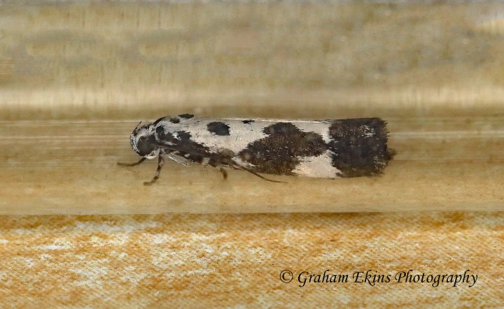 Ethmia quadrillella Copyright: Graham Ekins