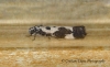 Ethmia quadrillella Copyright: Graham Ekins