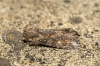 Dark Brocade 2 
