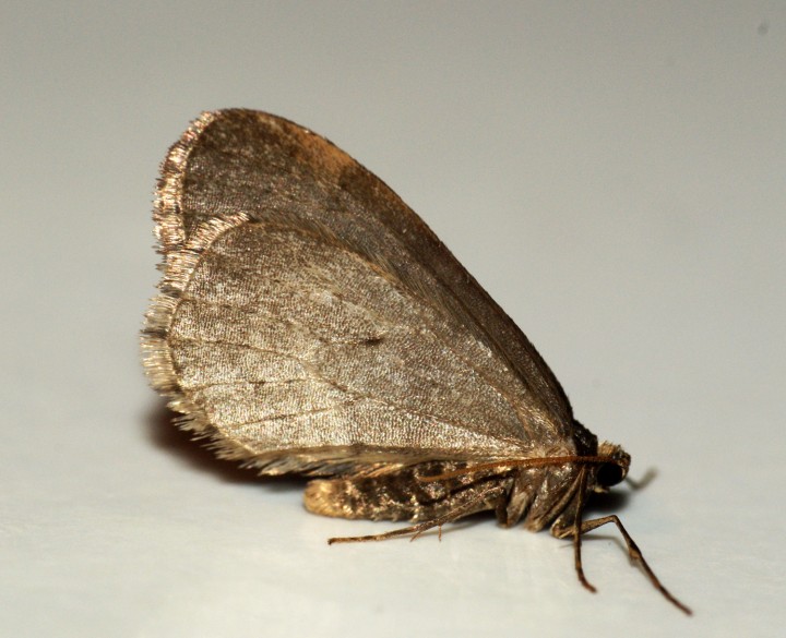 Winter Moth male Copyright: Ben Sale