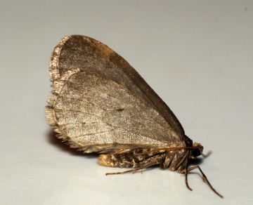 Winter Moth male Copyright: Ben Sale