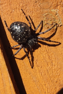 Walnut Orb-weaver Spider Copyright: Peter Pearson