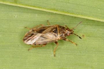 Chilacis typhae Copyright: Peter Harvey