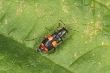 Anthocomus fasciatus Copyright: Peter Harvey