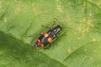 Anthocomus fasciatus