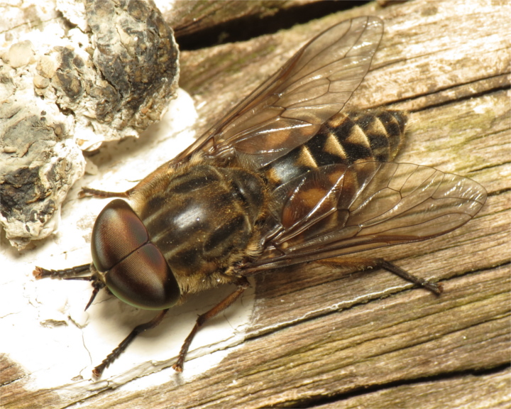 Tabanus autumnalis male 20150619-1900 Copyright: Phil Collins