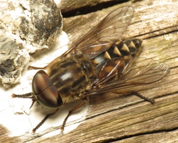 Tabanus autumnalis male 20150619-1900 Copyright: Phil Collins