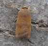 Lesser Yellow Underwing 4 Copyright: Graham Ekins