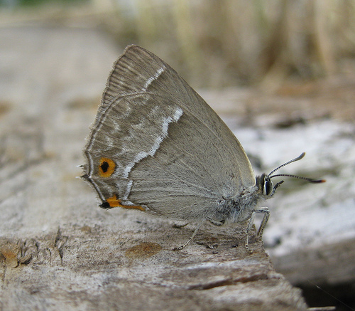 Purple Hairstreak 2 Copyright: Stephen Rolls