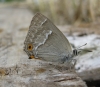 Purple Hairstreak 2 