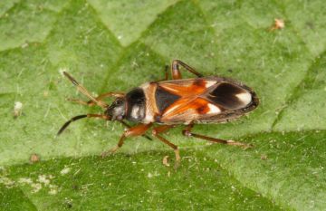 Raglius alboacuminatus fresh Copyright: Peter Harvey