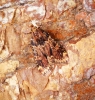 Aglossa caprealis