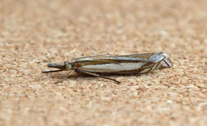 Crambus pascuella 4 Copyright: Graham Ekins