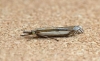 Crambus pascuella 4