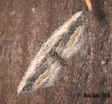 Small Waved Umber 2 Copyright: Ben Sale