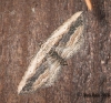 Small Waved Umber 2