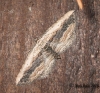 Small Waved Umber 2 