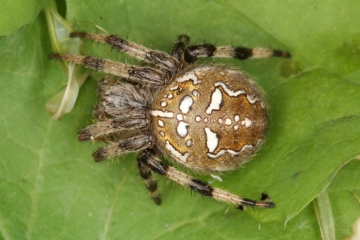 Araneus quadratus female Copyright: Peter Harvey