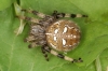 Araneus quadratus female Copyright: Peter Harvey