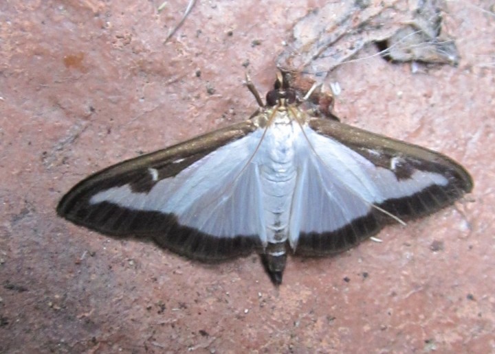 Boxworm Moth Copyright: Kathleen Black