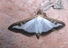 Boxworm Moth 