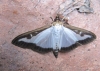 Boxworm Moth