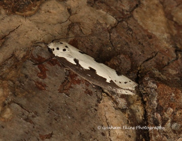 Ethmia bipunctella 2 Copyright: Graham Ekins