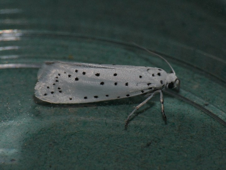 Spindle ermine Copyright: Peter Furze