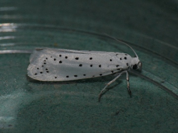 Spindle ermine Copyright: Peter Furze